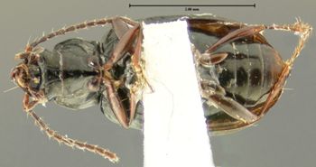 Media type: image;   Entomology 32532 Aspect: habitus ventral view
